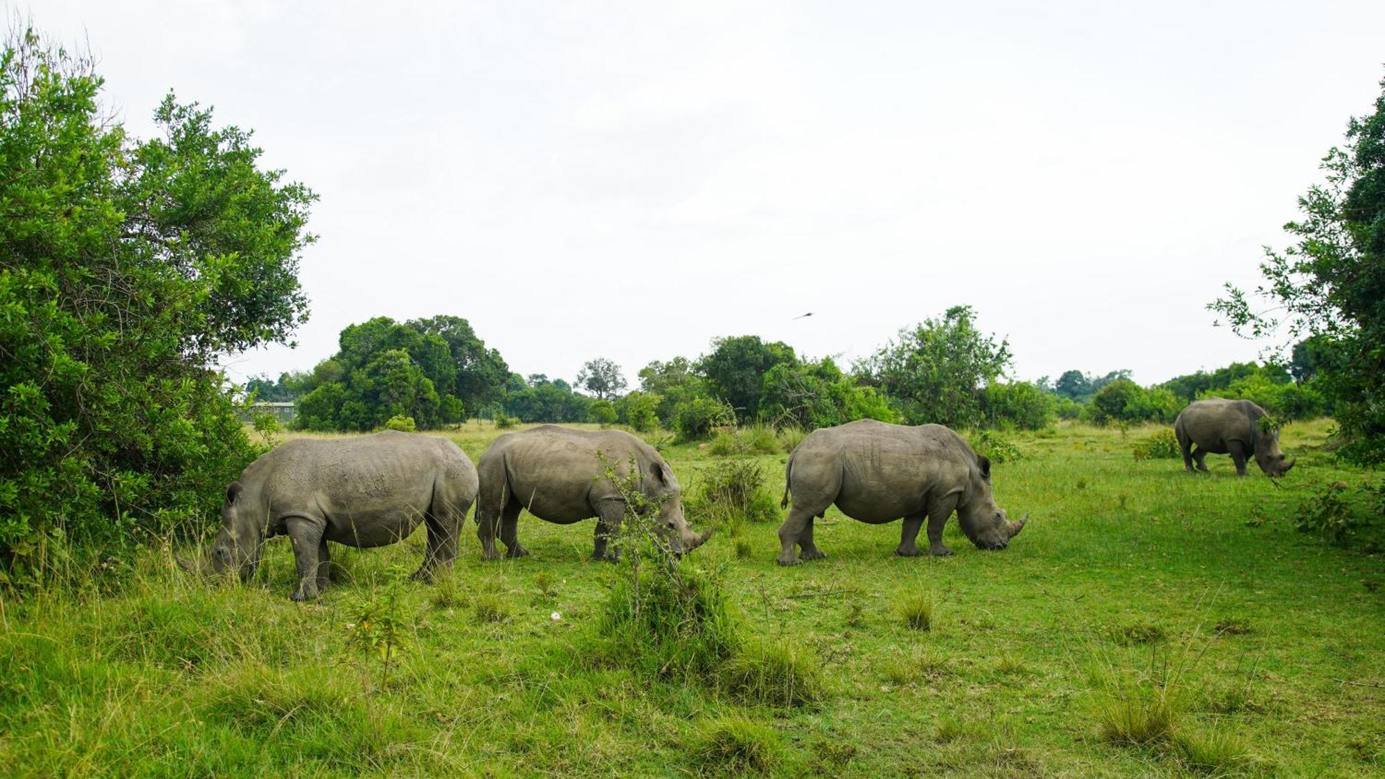 Mara Elatia Camp Villa Maasai Mara Bagian luar foto