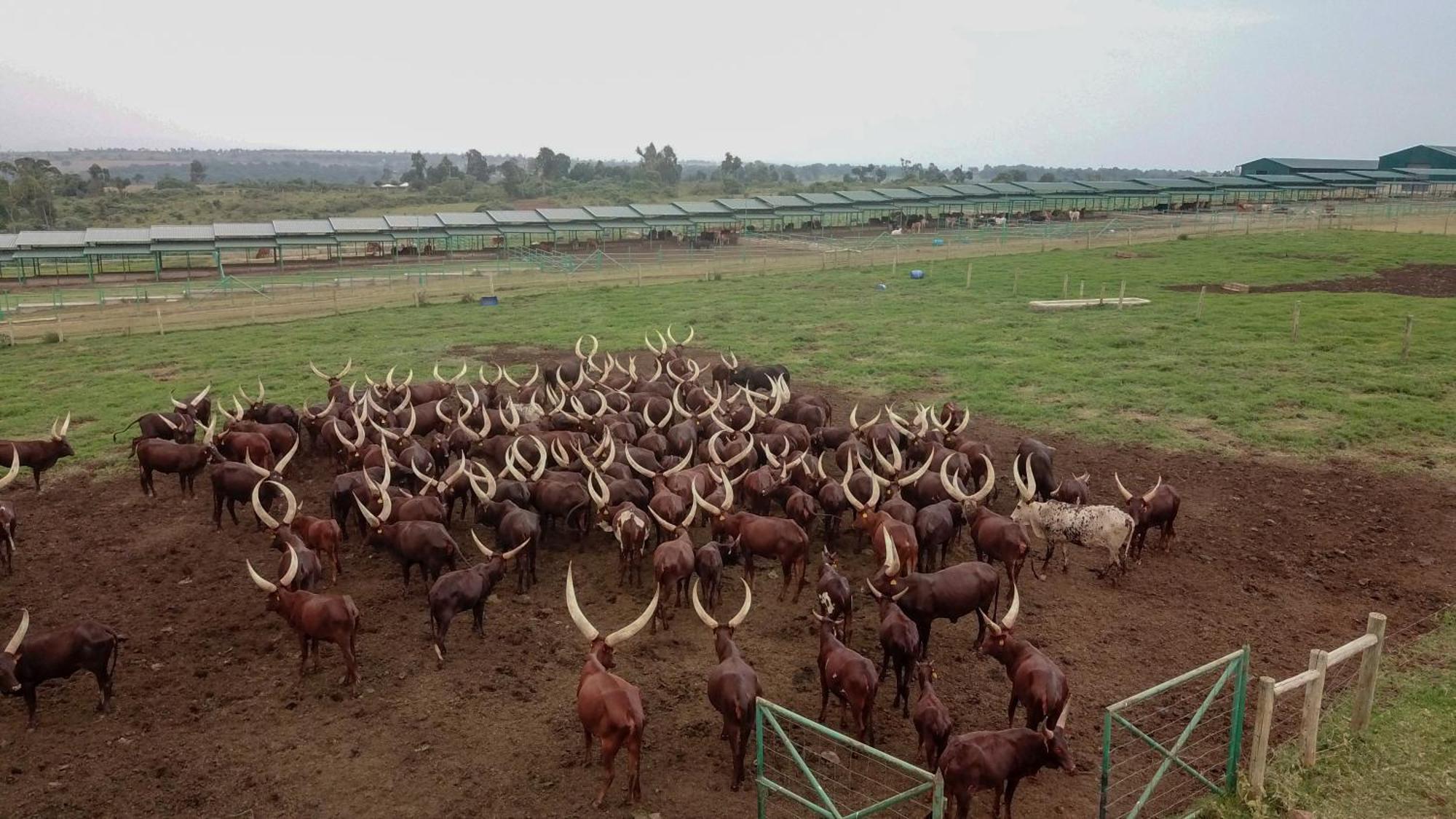 Mara Elatia Camp Villa Maasai Mara Bagian luar foto