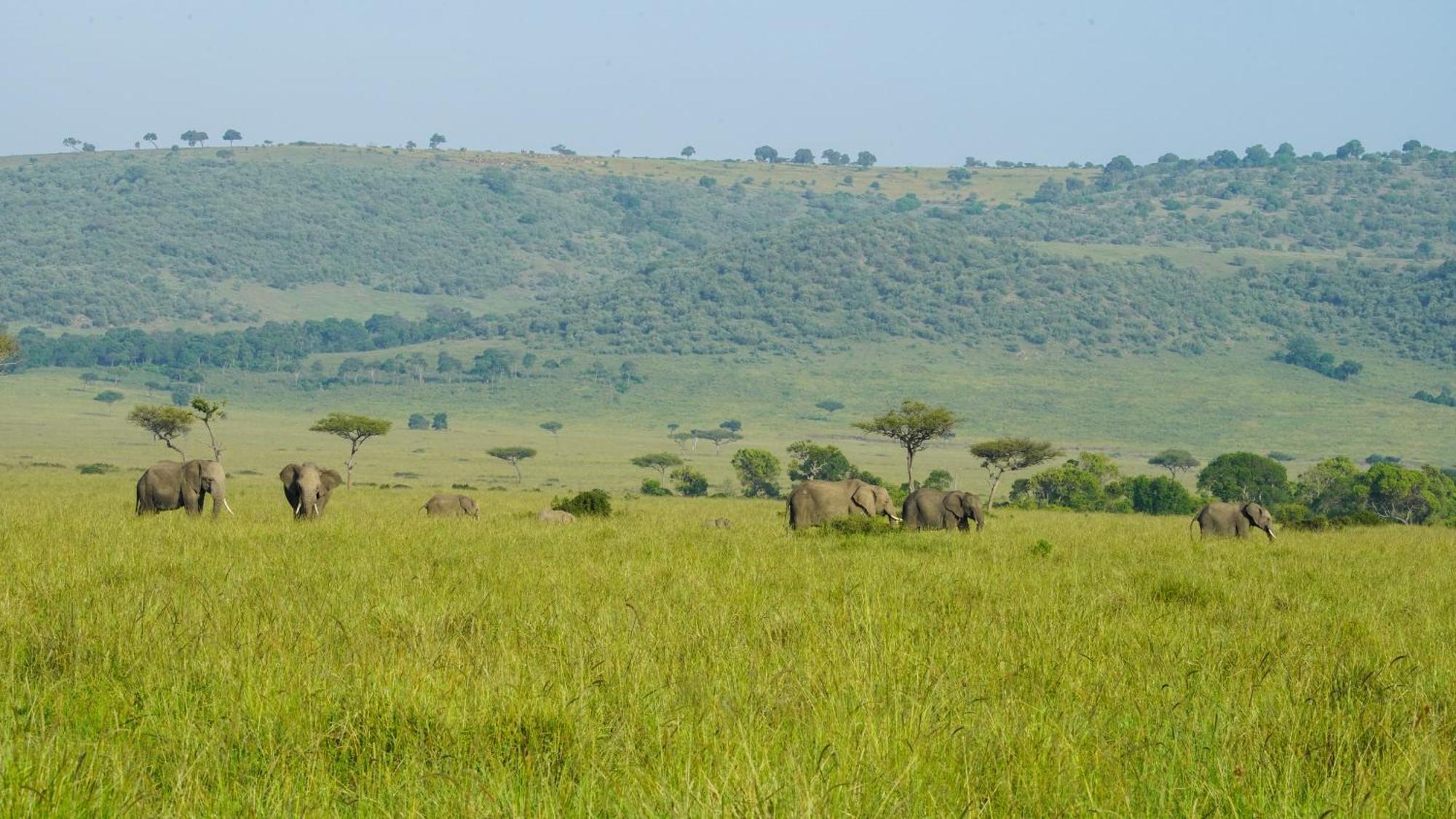 Mara Elatia Camp Villa Maasai Mara Bagian luar foto