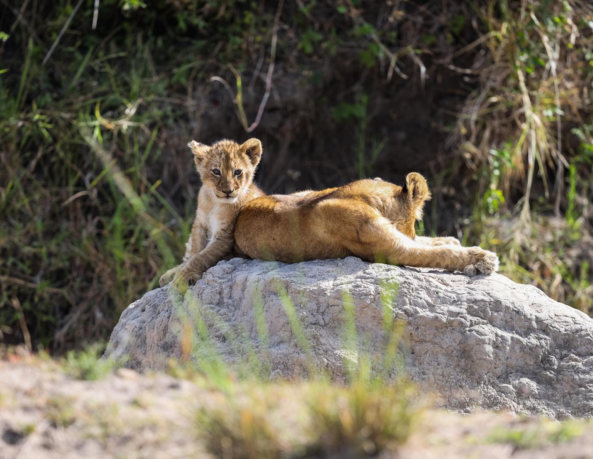 Mara Elatia Camp Villa Maasai Mara Bagian luar foto
