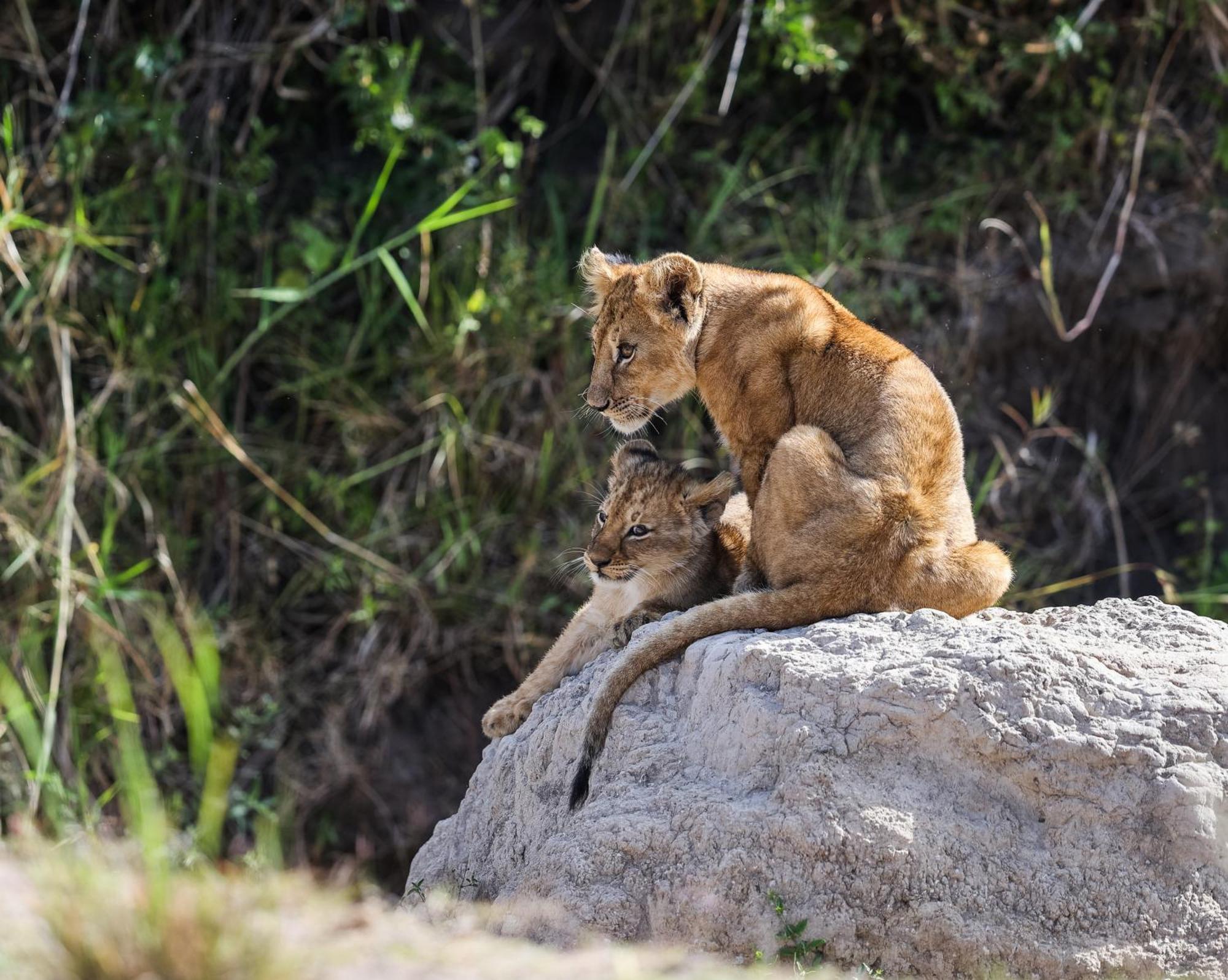 Mara Elatia Camp Villa Maasai Mara Bagian luar foto
