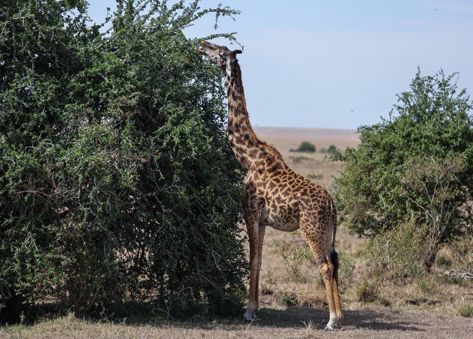 Mara Elatia Camp Villa Maasai Mara Bagian luar foto